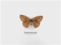 藏品(密紋波眼蝶)的圖片